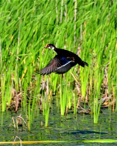 Entry from the 2014 Seney National Wildlife Refuge Photo Contest. Photo courtesy of Barbara Hysell. photo