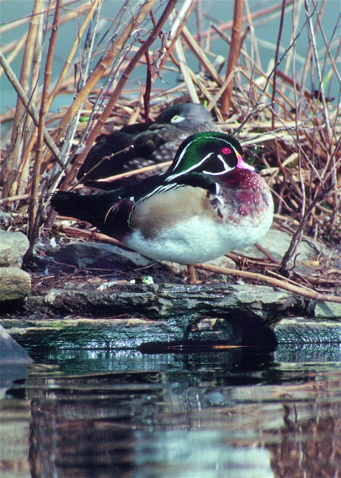 Wood ducks rest in a Maryland wetland.