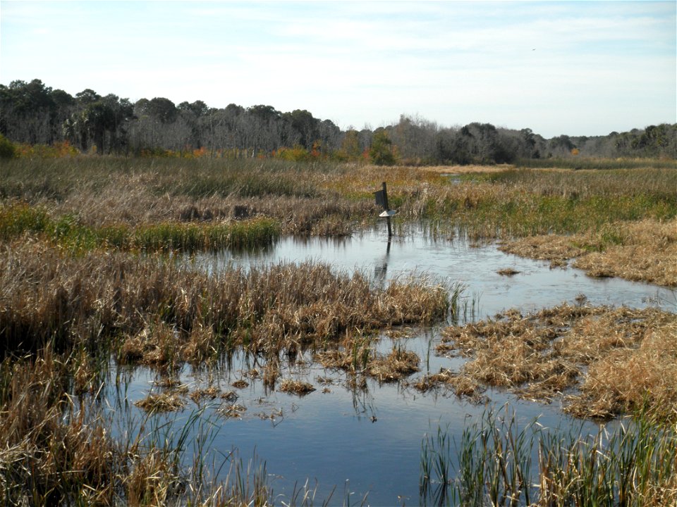 December-6-2011, Wood duck boxes can be found in marshes all along the island. Photo taken by Zach Brooker, USFWS. www.fws.gov/charleston