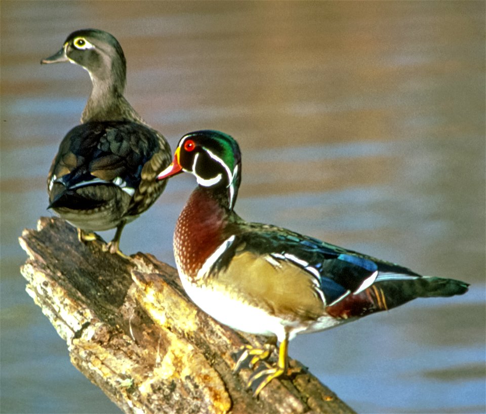 Wood Duck public domain from USFWS photo