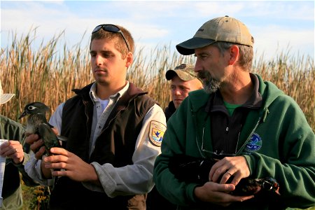 Photographed at Montezuma National Wildlife Refuge. Credit: Phil Bonn/USFWS photo