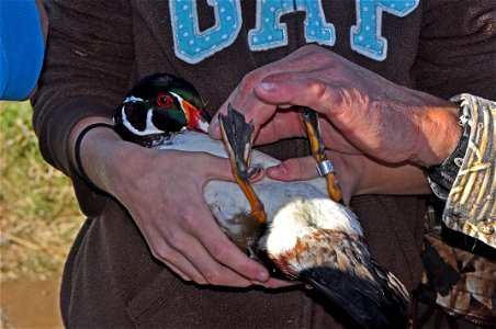 Students learn by doing. Here students band ducks and take wind measurements before releasing. Photo by Tina Shaw/USFWS. photo