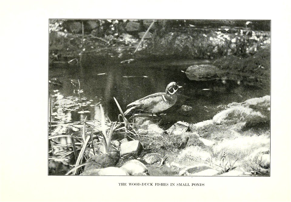 The human side of birds,  by Royal Dixon; with four illustrations in colours by S. H. Wainwright, jr., and with thirty-two illustrations from photographs.