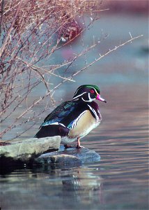 A wood duck rests in a Maryland wetland. photo