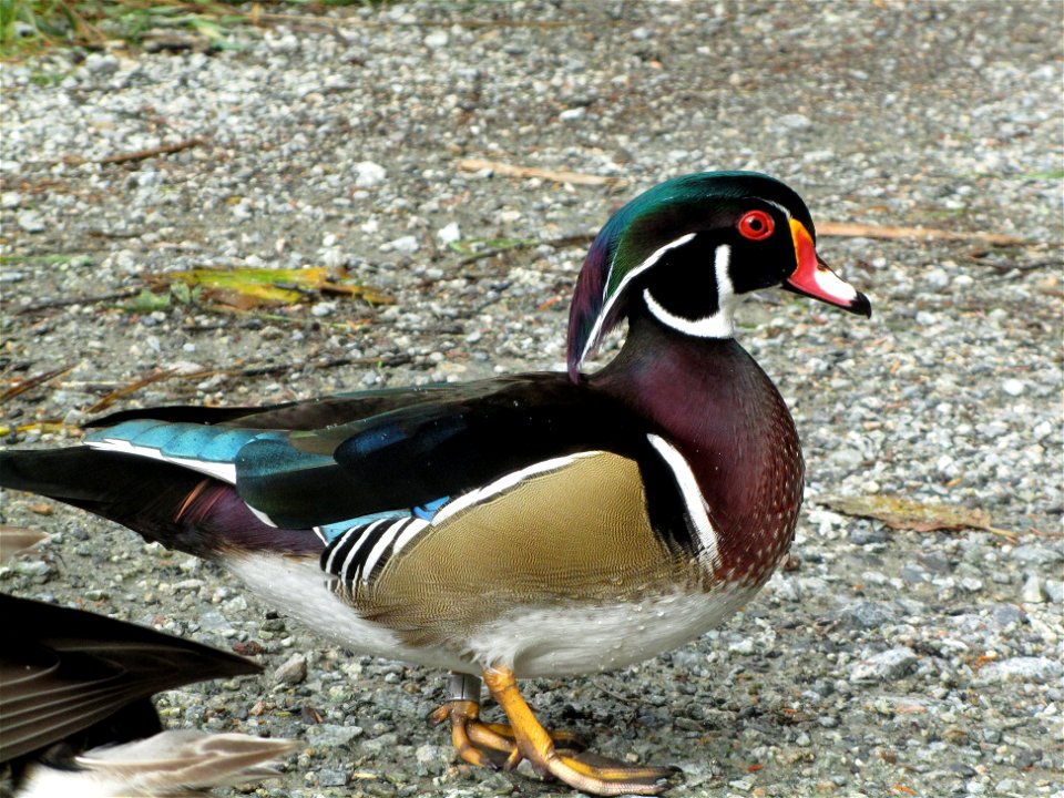 Drake wood duck at Beaver lake, Stanley Park British Columbia, Canada.