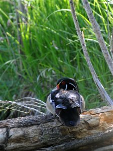 Photo Credit: Cindy Souders / USFWS