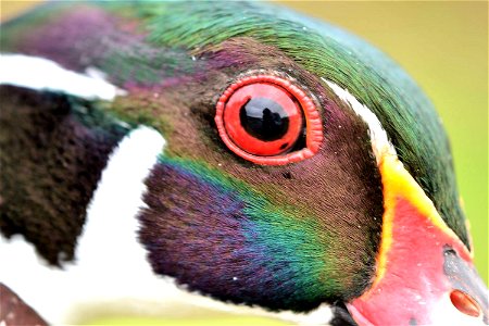 Check out this stunning close up of a wood duck! Students at Prairie Wetlands Learning Center in Minnesota recently got the chance to band these beauties. Photo by USFWS. photo