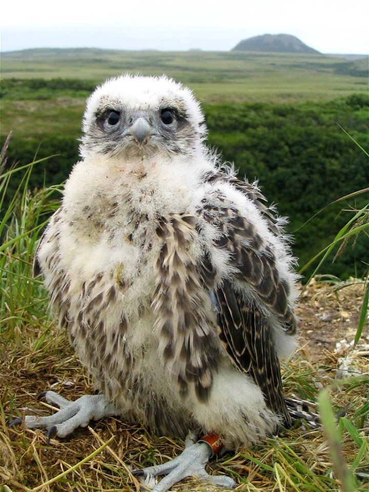 A chick Gyrfalcon on a nest in Yukon Delta National Wildlife Refuge, Alaska, USA.