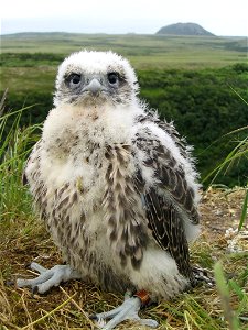 A chick Gyrfalcon on a nest in Yukon Delta National Wildlife Refuge, Alaska, USA.