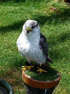 Gyrfalcon (Falco rusticolus)