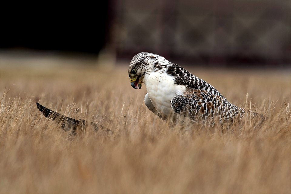 A female hawk, trained by Jens Fleer, 52nd Fighter Wing base falconer, feeds on a crow at Spangdahlem Air Base, Germany, Jan. 16, 2019. Trained birds of prey reduce the number of pests that could get 