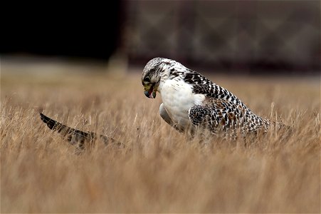 A female hawk, trained by Jens Fleer, 52nd Fighter Wing base falconer, feeds on a crow at Spangdahlem Air Base, Germany, Jan. 16, 2019. Trained birds of prey reduce the number of pests that could get 