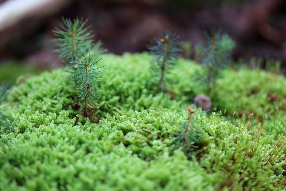 Green forest floor vegetation