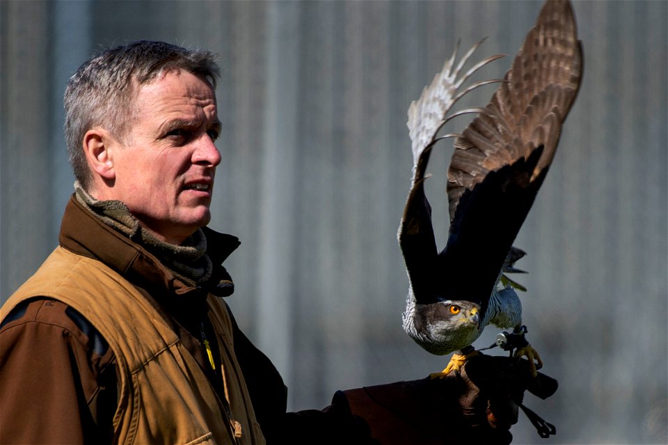 Jens Fleer, 52nd Fighter Wing base falconer, launches his male hawk at Spangdahlem Air Base, Germany, May 14, 2019. Fleer trains hawks to keep the sky clear of birds that could damage aircraft. Spangd