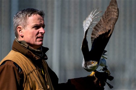 Jens Fleer, 52nd Fighter Wing base falconer, launches his male hawk at Spangdahlem Air Base, Germany, May 14, 2019. Fleer trains hawks to keep the sky clear of birds that could damage aircraft. Spangd