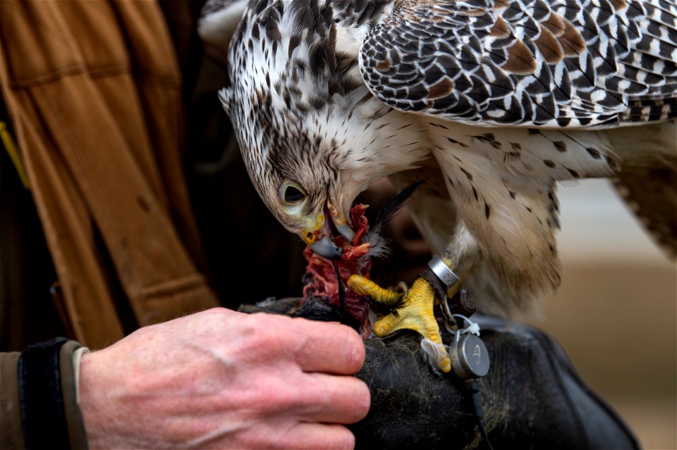 Jens Fleer, 52nd Fighter Wing base falconer, lets his female hawk feed on a crow at Spangdahlem Air Base, Germany, Jan. 16, 2019. Wildlife can cause foreign object damage to aircraft. Fleer uses hawks