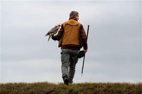 Jens Fleer, 52nd Fighter Wing base falconer, prepares to hunt with a female hawk at Spangdahlem Air Base, Germany, Jan. 16, 2019. Hawks are trained to catch pests that could potentially get caught in, photo