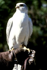 U.S. Air Force Academy. A falcon Falco (Gyr Falcon F. rusticolus or, most likely, a falconer's hybrid; not Prairie Falcon), the official mascot of the U.S. Air Force Academy, perches on a trainer's gl