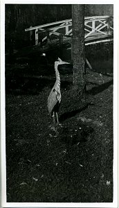 Серая цапля (Ardea cinerea) в зоопарке города Гродно, Беларусь. Фото сделано в промежутке между основанием зоопарка (1927) и до начала Второй мировой войны. photo