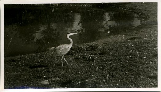 Серая цапля (Ardea cinerea) в зоопарке города Гродно, Беларусь. Фото сделано в промежутке между основанием зоопарка (1927) и до начала Второй мировой войны. photo