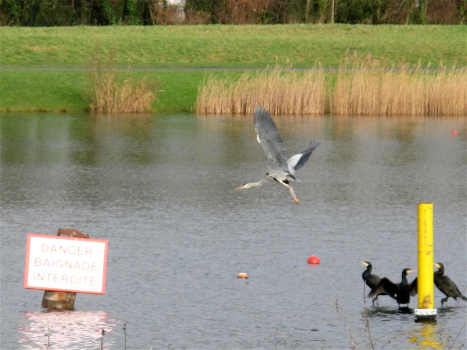 Grey heron taking off at the leisure center of Vaires-Torcy, Seine-et-Marne, France.