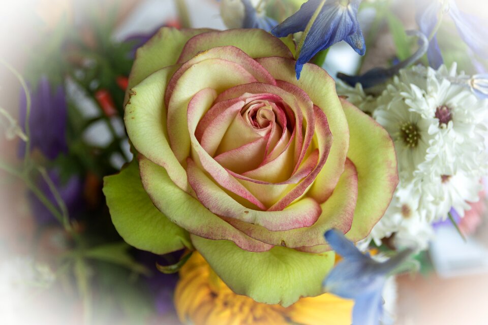 Roses flowers nature