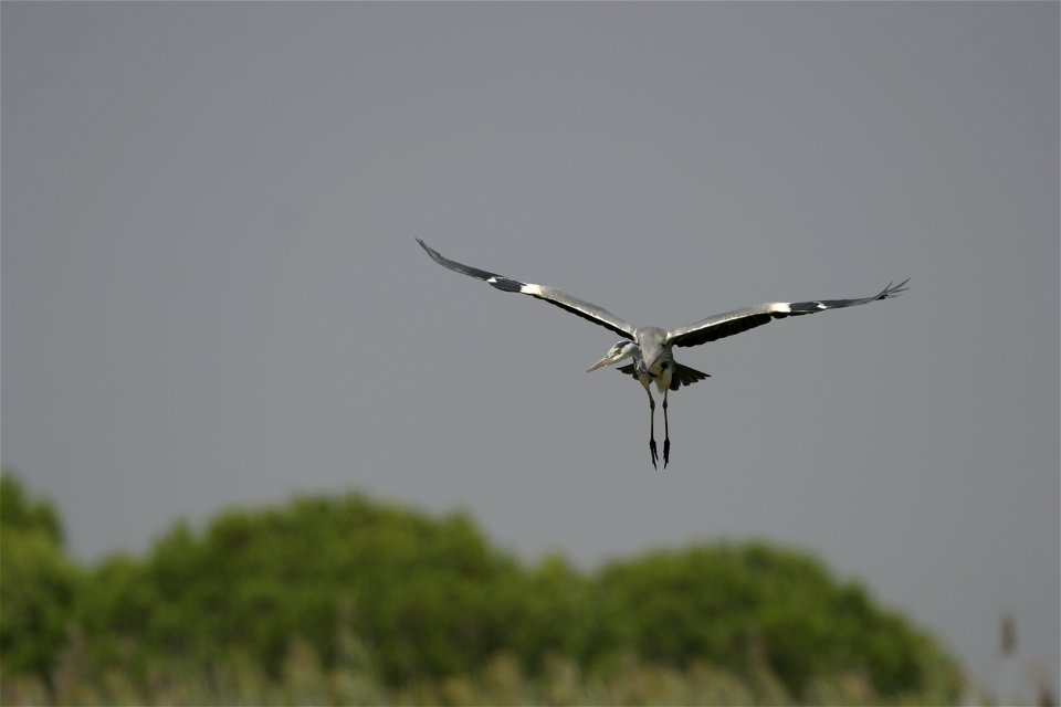 Ardea cinerea Garza real en vuelo planeado