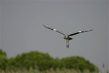 Ardea cinerea Garza real en vuelo planeado