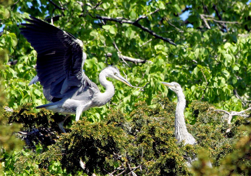 A pair of Grey Herons building a nest.