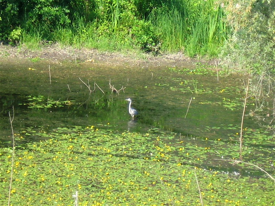 Heron in nature park "Tikvara", Backa Palanka