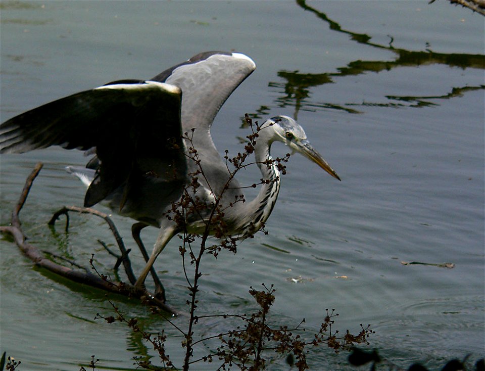 Grey heron, Ardea cinerea, ready to attack fish. Photo taken in Bandia Nature Park, Senegal.