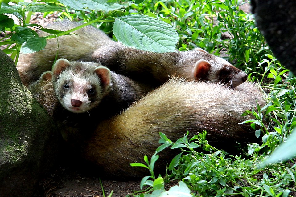European polecats at a zoo in southern Sweden, Skånes djurpark.