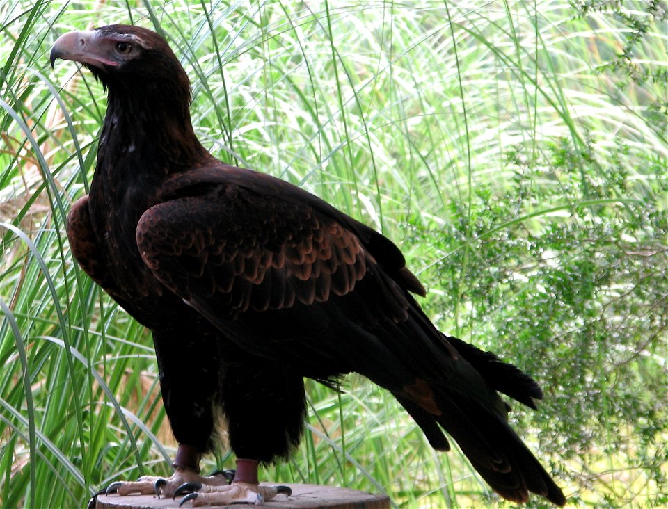 Wedgetail eagles - found in Central Queensland, Australia