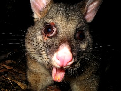 Common Brushtail Possum, Grampians National Park, Victoria, Australia