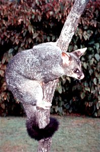 Tricosuro a Brisbane, Queensland, Australia.