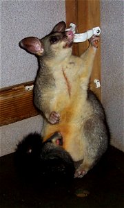 Common brushtail possum and baby found at Lake Awoonga, Central Queensland, Australia photo