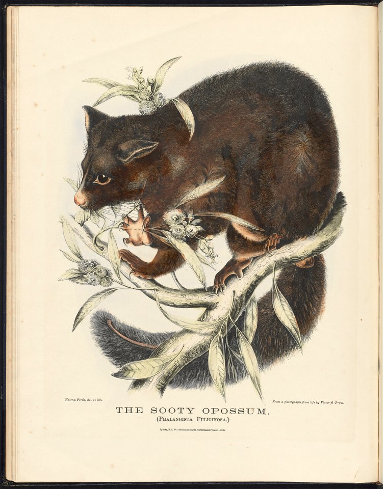 in The Mammals of Australia