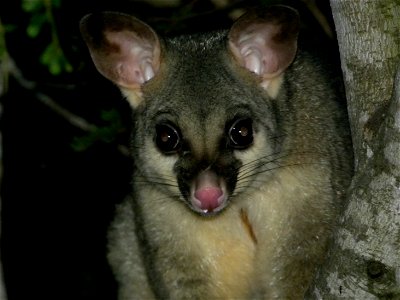 The Australian common brushtail possum (Trichosurus vulpecula) is a familiar sight in many Australian backyards during the night.