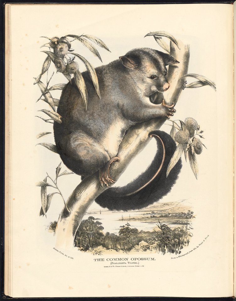 in The Mammals of Australia