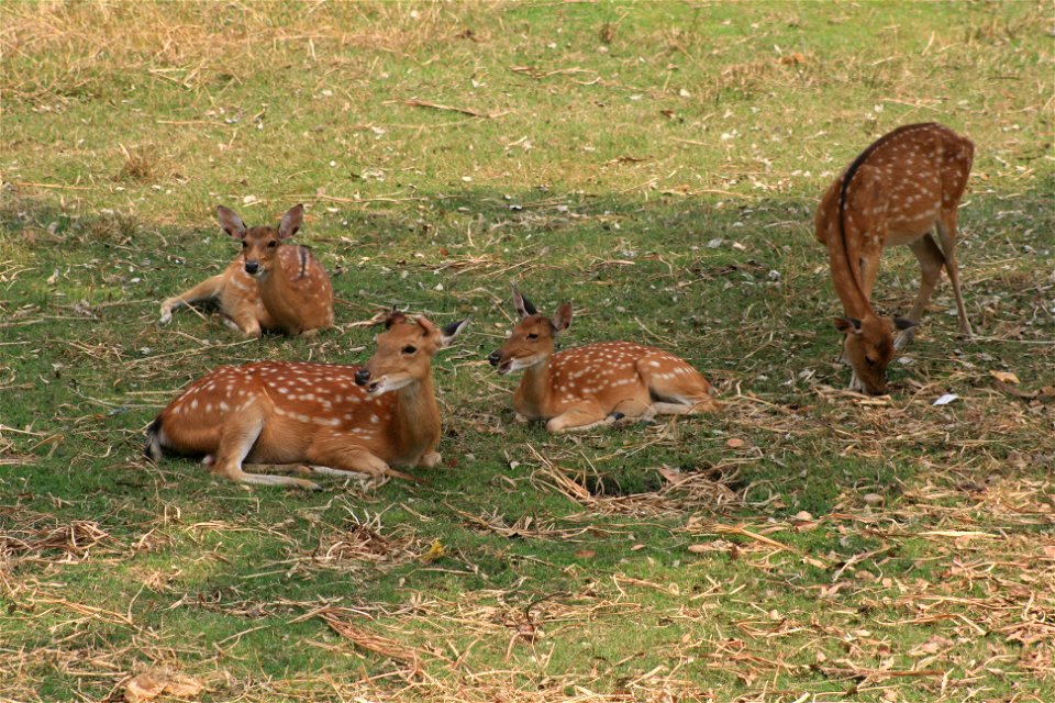 Cervus nippon at Damsen Park, Hochiminh City-Vietnam