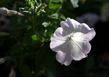 White supplies nature