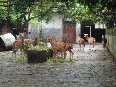 Deers from Deer farm in Tunchang County, Hainan Province, China photo