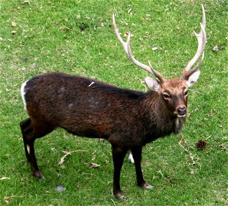 Sika Deer in Nagoya Castle photo