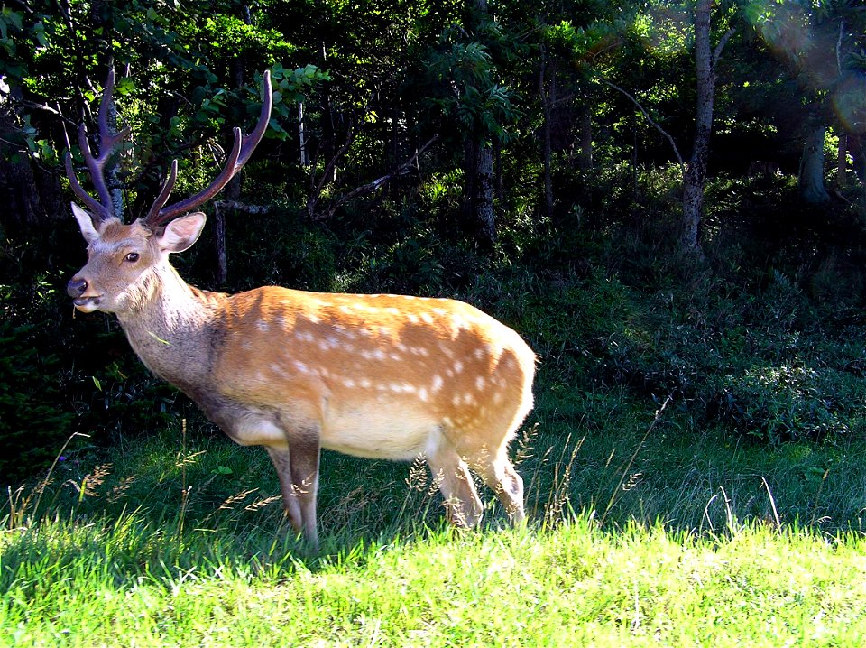 Japaneese deer at Hokkaido.