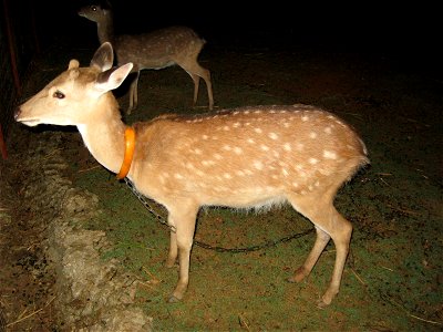 Young sika deer, one of many bred on Green Island, Taiwan, where wild specimen are occasionally sighted. photo