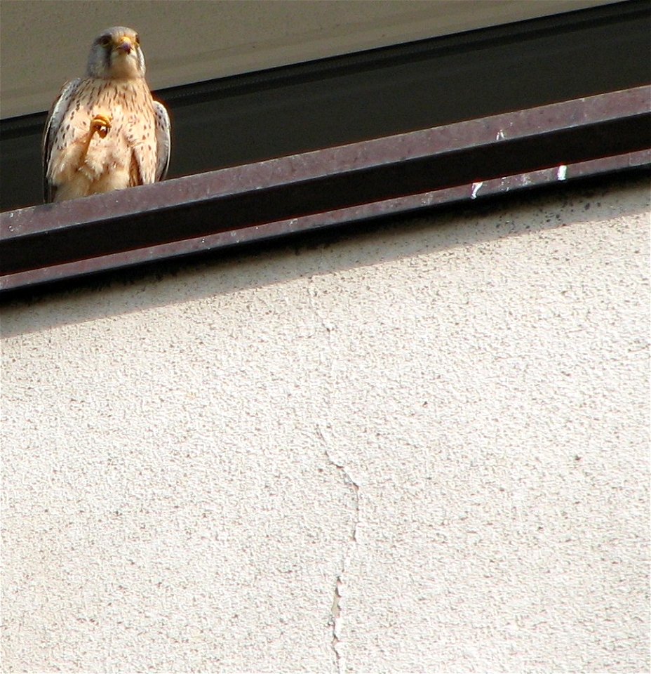 A kestrel on a balcony of a highrise in Brno