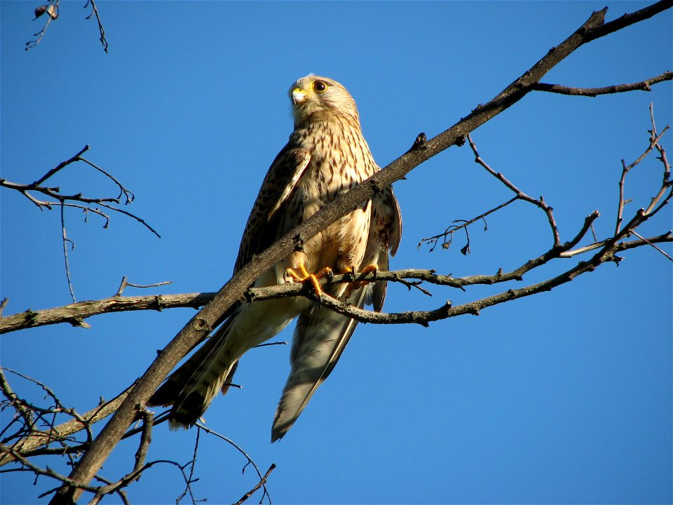 A kestrel on a tree in Brno Bystrc photo