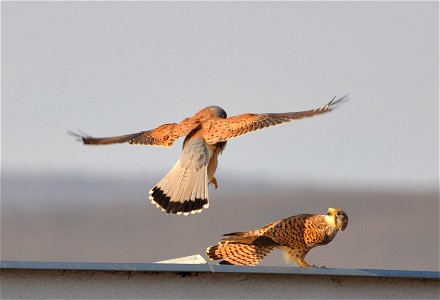 A pair of kestrels on the roof of a high-rise before mating photo