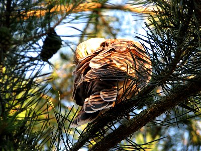 A kestrel on a tree in Brno Bystrc photo