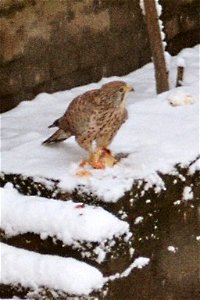 Falco tinnunculus - snow photo